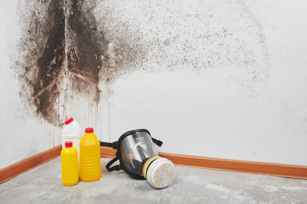 Best White Mold Remediation in Vineyard, CA