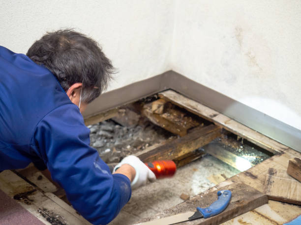 Best Residential Mold Remediation in Vineyard, CA