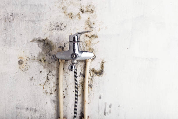 Best DIY Mold Remediation Support Services in Vineyard, CA