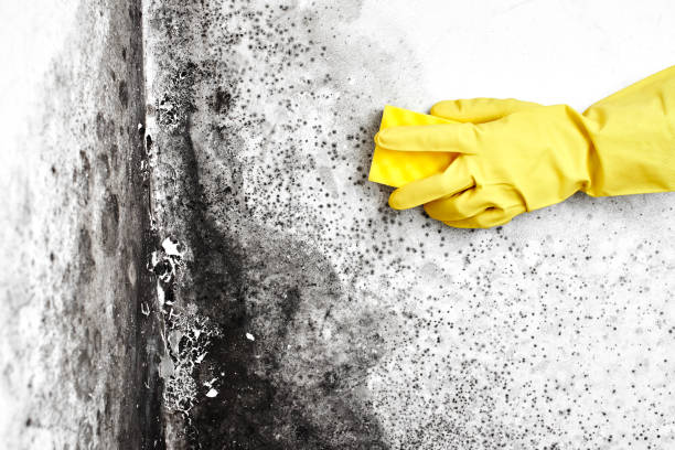 Best Black Mold Remediation in Vineyard, CA