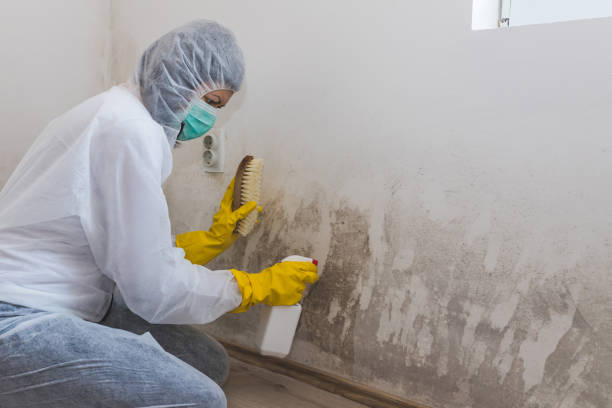 Best Insurance-Related Mold Remediation in Vineyard, CA