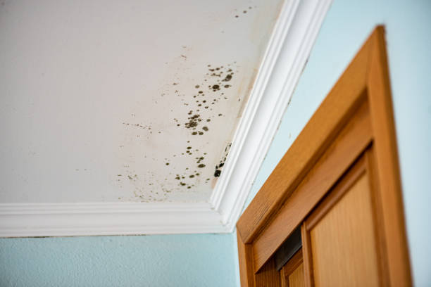 Best Commercial Mold Remediation in Vineyard, CA