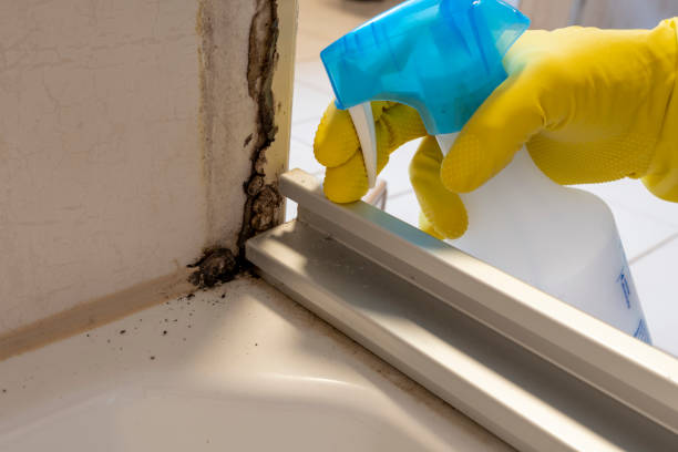Best Black Mold Remediation in Vineyard, CA