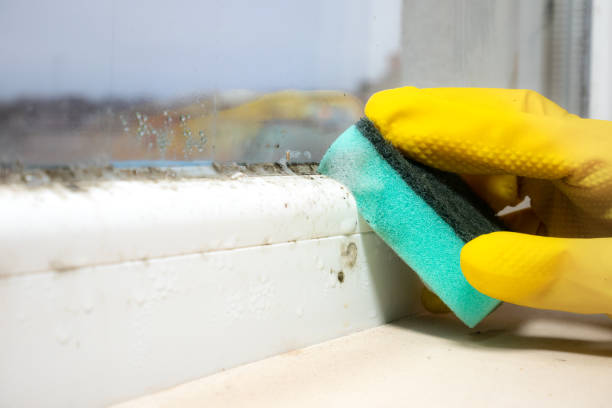Vineyard, CA Mold Remediation Company