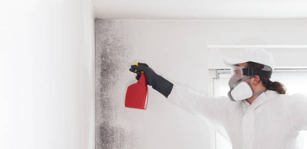 Best Mold Testing and Inspection Services in Vineyard, CA