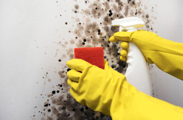 Best Basement Mold Remediation in Vineyard, CA