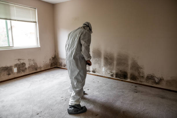 Best Industrial Mold Remediation in Vineyard, CA