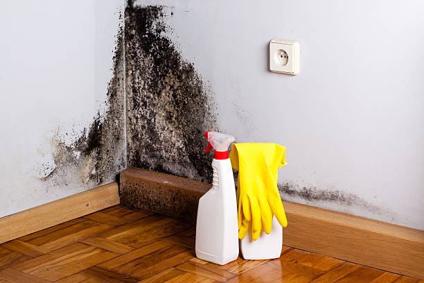 Best Localized Mold Remediation (e.g., coastal areas, humid climates) in Vineyard, CA