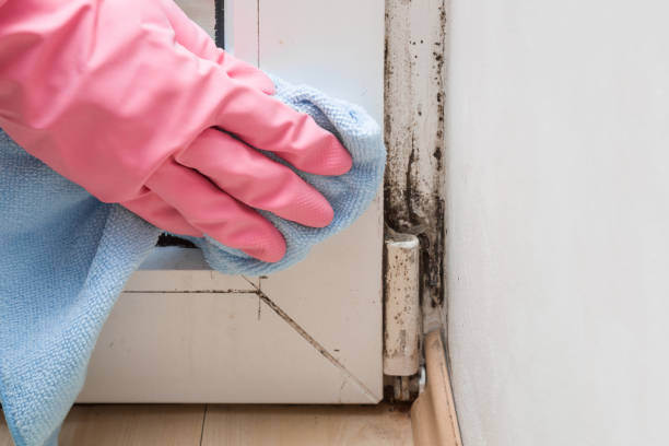 Best Commercial Mold Remediation in Vineyard, CA